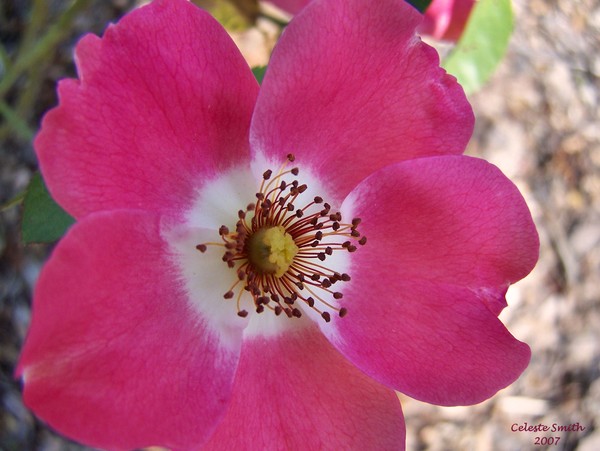 Pfeiffer Rose 7