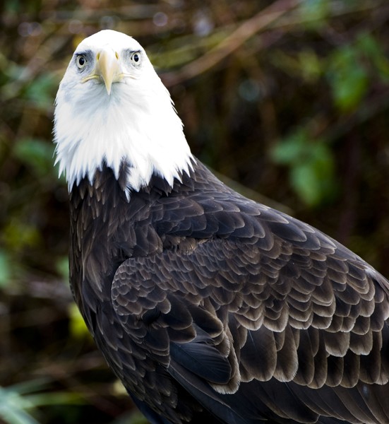 Eagle Fest 08 at Tapadera Estates