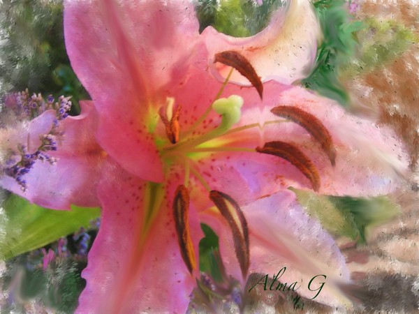 Pink Lily