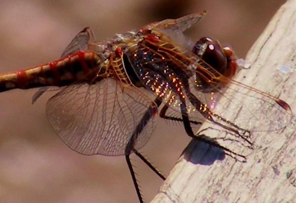 Dragonfly