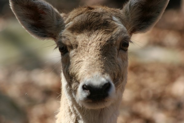 ~The Deer & Her Perty Close-Up~