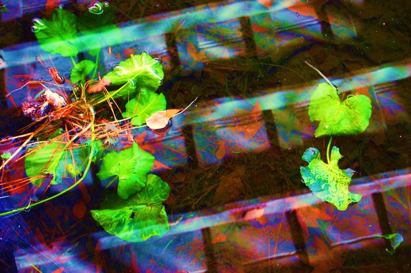 lifeforms