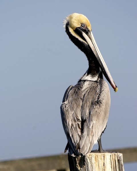 Brown Pelican