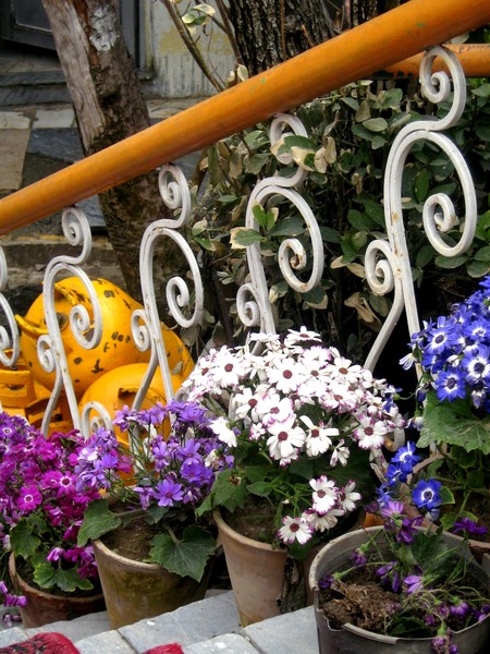 Flowersd in the pot