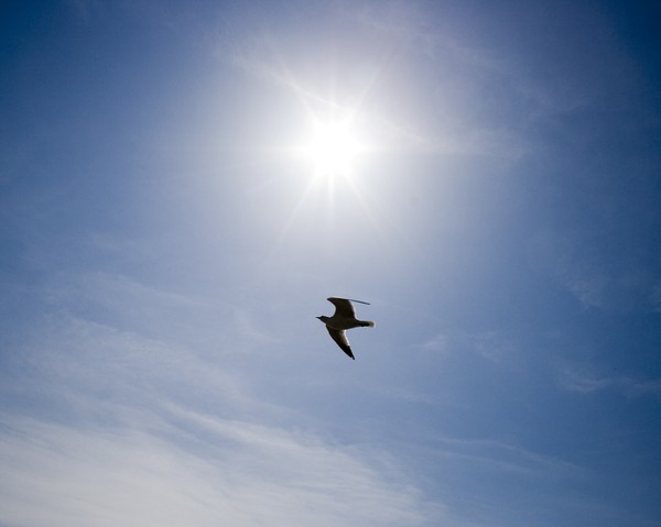 Seagull