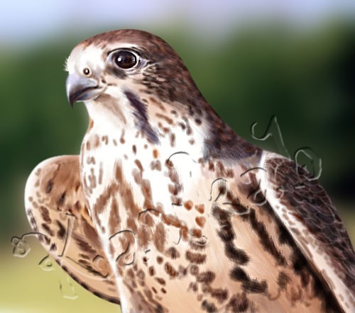 Falcon