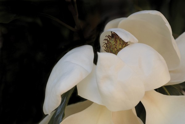 Magnolia Peeking Out
