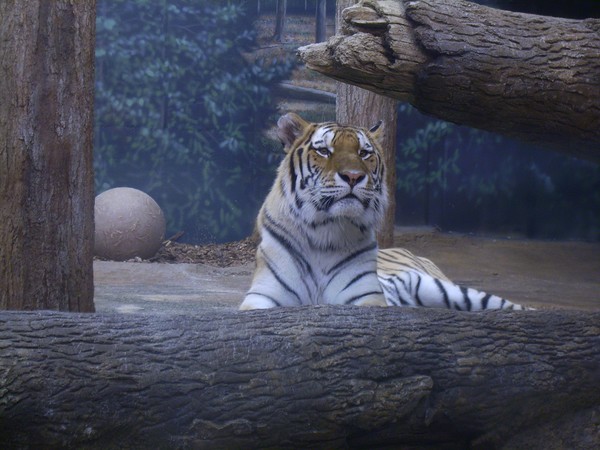 Pretty Kitty