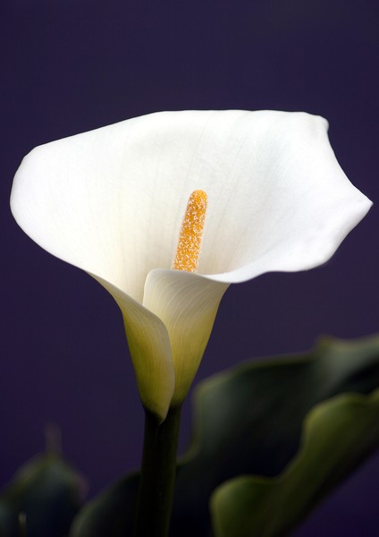 Arum Lily