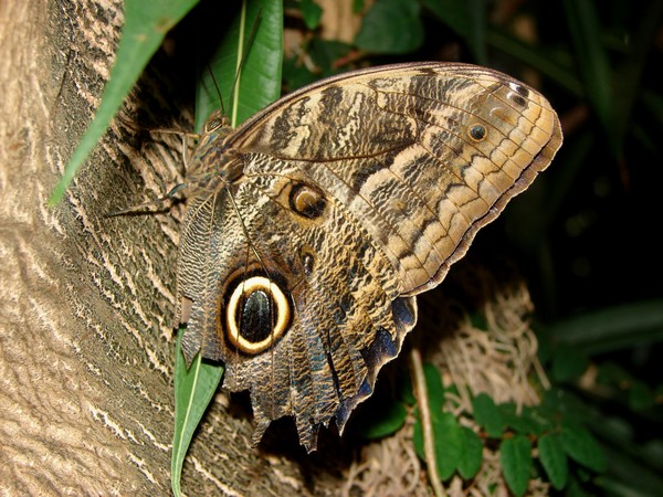 the butterfly