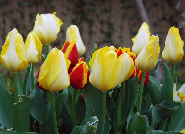 Tulips
