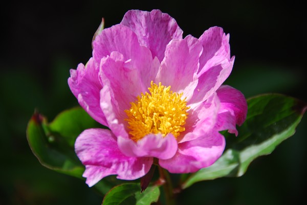 Tree Peony