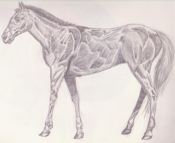 muscle horse