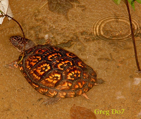 Non Ninja Turtle Too'