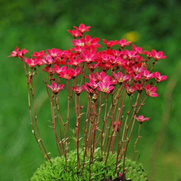 Saxifrage
