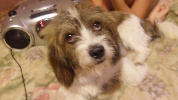 I'm innocent! I did'nt do it!