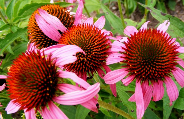 Pretty_Prickly_1