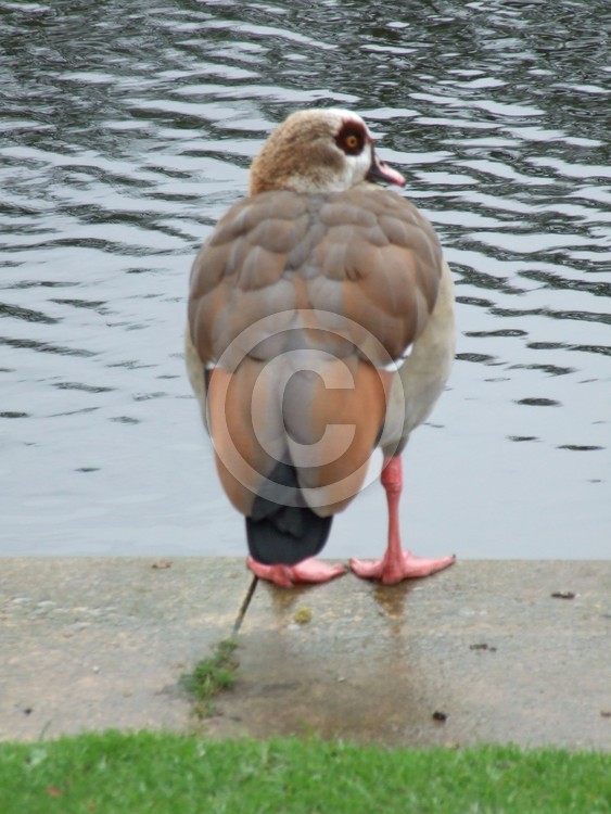 Eqyptian Goose