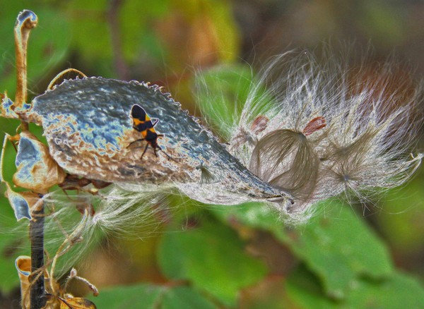 MILKWEED BUD SOLARIZED