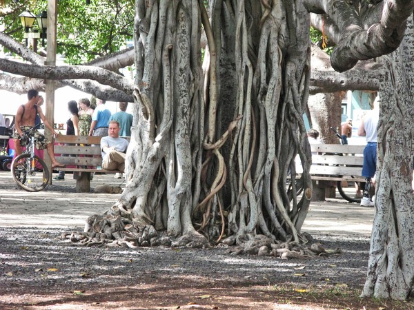 BANYON TREE TRUNK