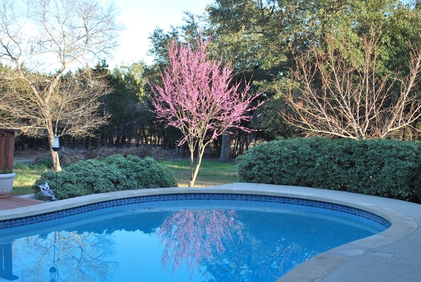 Redbud Tree