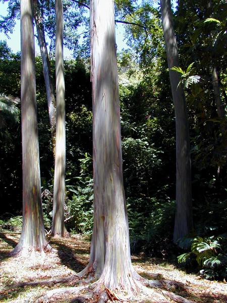 Painted Trees