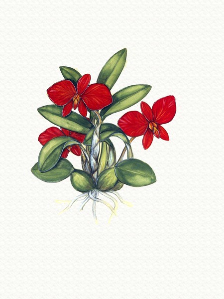 Sophronitis coccinea