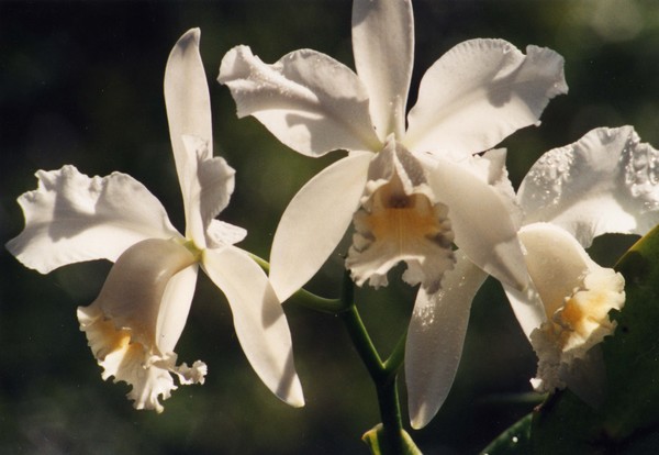 Orchid's Aura