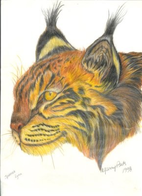 Spanish Lynx