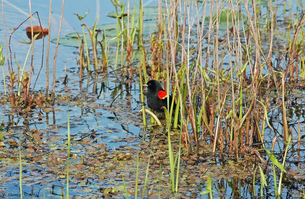 Red-winged Black Bird