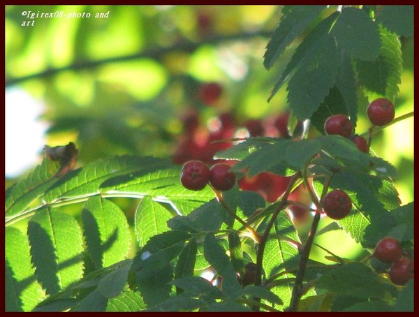 2008 berries series