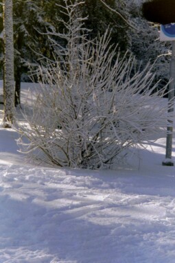 Beautiful winterday in Finland