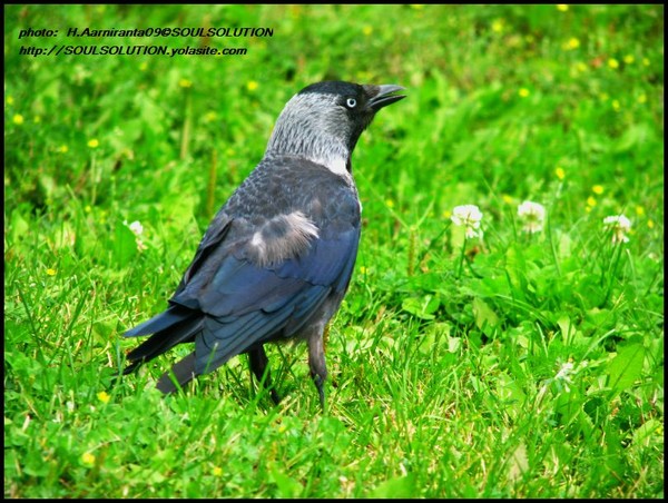 Urban summer birds