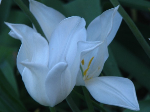 TOUCHED BY PURE...