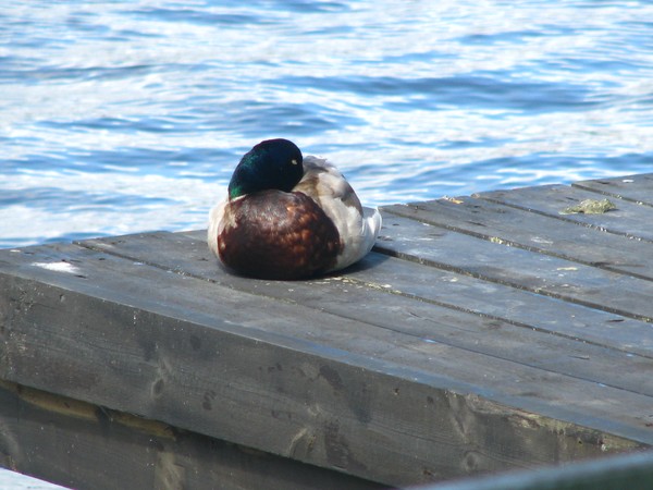 sleeping..duck series 2010