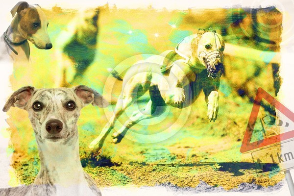 Racing Dogs