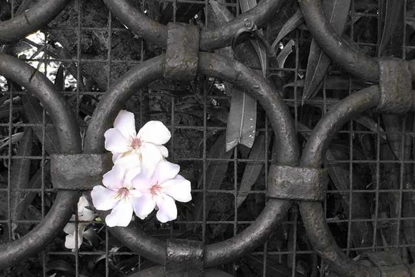 Beauty behind bars