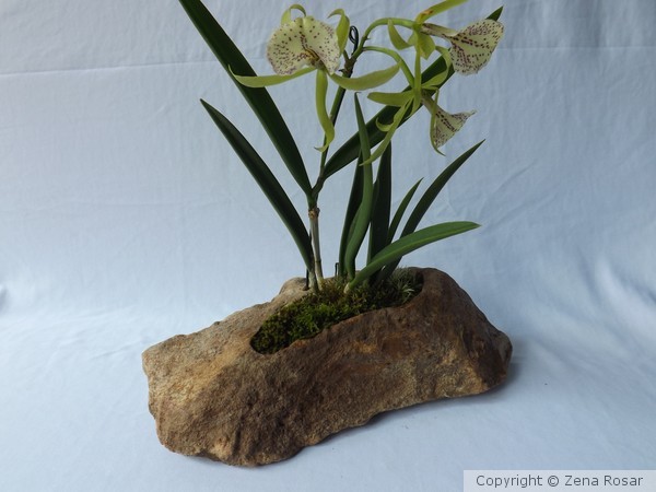 Orquidea