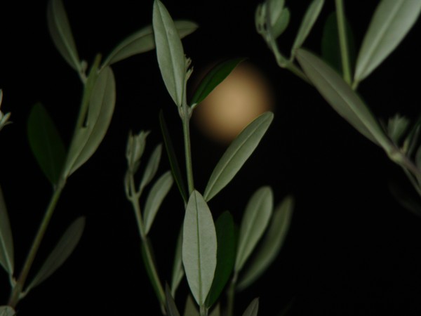 olive branch2