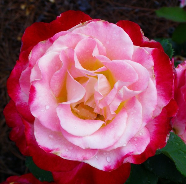 A rose is a rose