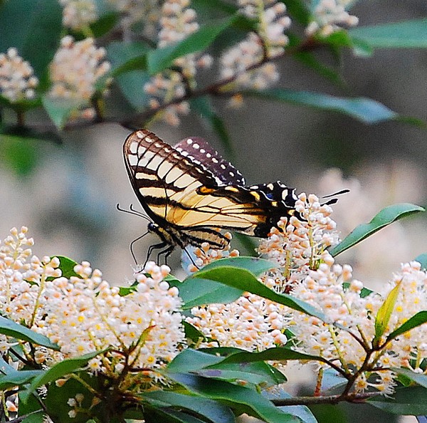 Buttterfly!