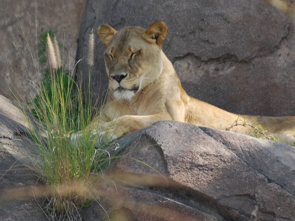Lioness