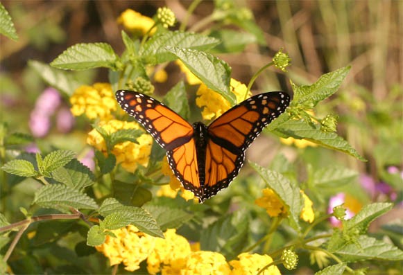 Butterfly at Skylands Manor, Ringwood
