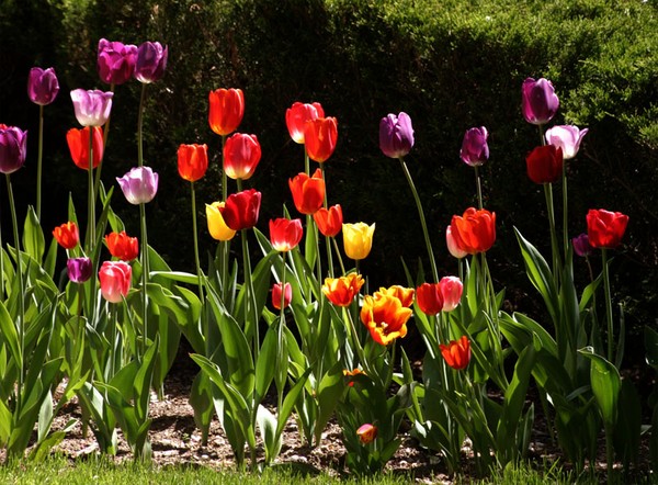 Mahwah Tulips