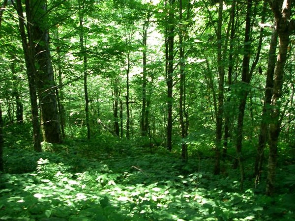 Trees of the Smokey's