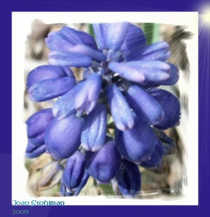 Blue Beauty