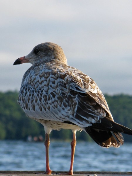 seagull II