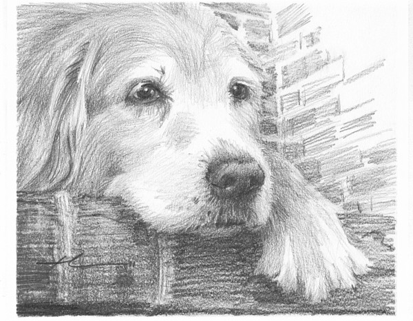 setter dog drawing