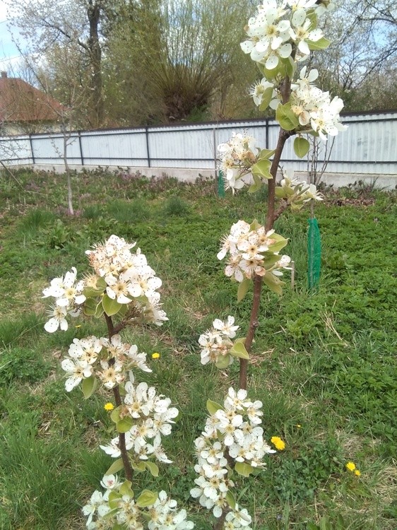 Little pear tree