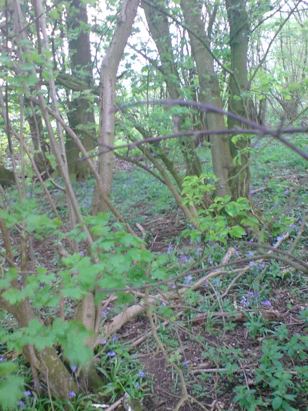 Woodland